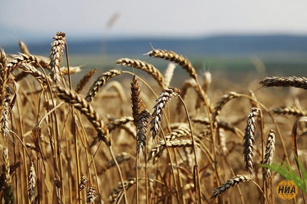 В этом году Россия собрала 120 млн тонн зерна